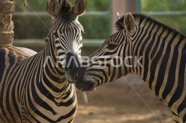 محمية طبيعية برية لتربيه ورعايه الحيوانات والثديات، الخطوط البيضاء والسوداء، حيوان الحمار الوحشي في حديقة الحيوان، الحدائق والمحميات في المملكة العربية السعوديه
