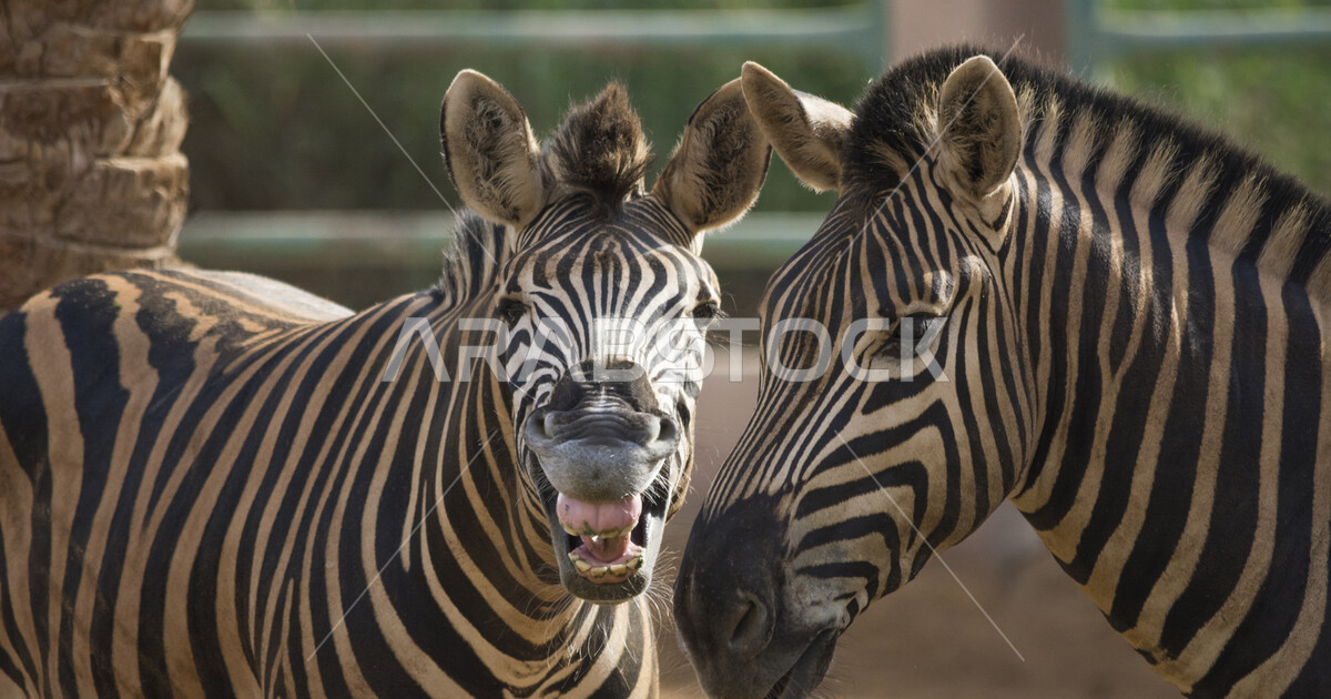 Black and white stripes, a wildlife reserve for raising and caring for ...