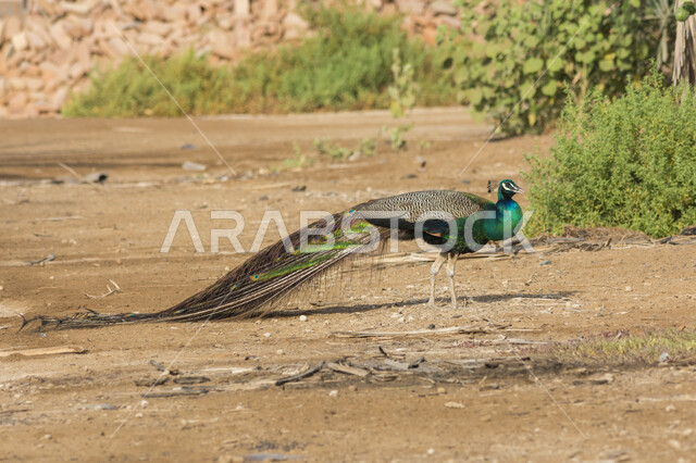 تربية الحيوانات والطيور البرية، حدائق الحيوان في المملكة العربية السعودية, الأشجار والنباتات الخضراء في الحدائق والمنتزهات, طائر الطاووس الملون في المحميات الطبيعية, خلفية الطبيعه