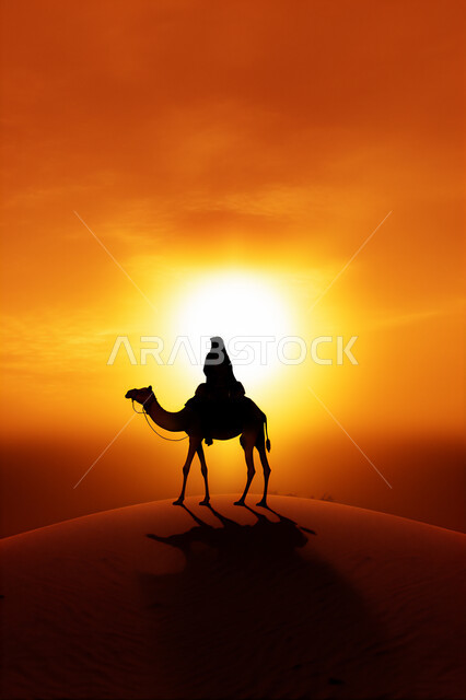 المواصلات ووسائل النقل القديمة، ضوء القمر في السماء، التنقل على حيوان الابل في المملكة العربية السعودية، الصحراء العربيه في وقت الليل، رعايه وتربيه المواشي, صورة ظلية لراعي عربي خليجي سعودي يمتطي الجمل فوق الرمال الذهبية الناعمه، سالوييت