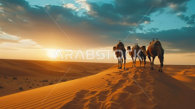 استخدام الإبل للتنقل في صحارى المملكة العربية السعودية، الإهتمام في تربية ورعاية الحيوانات، الرمال الذهبية الناعمة، مجموعة من الجمال تسير فوق الكثبان الرملية في الصحراء في وقت الغروب، أماكن سياحية صحراوية