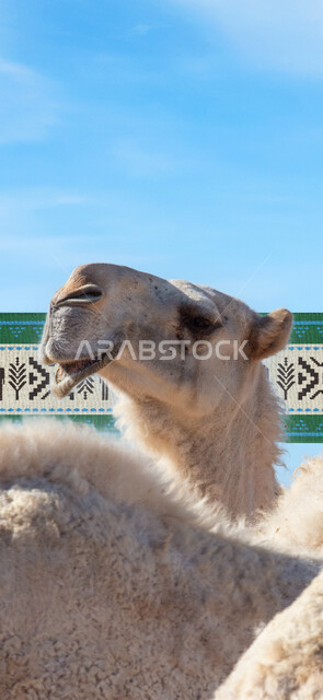Interest in raising and caring for camels, the Year of the Camel 2024 represents distinction and pride in the authentic Arab identity, the authenticity and antiquity of Arab camels, the Saudi folk heritage of Sadu decoration, traditional heritage craft arts
