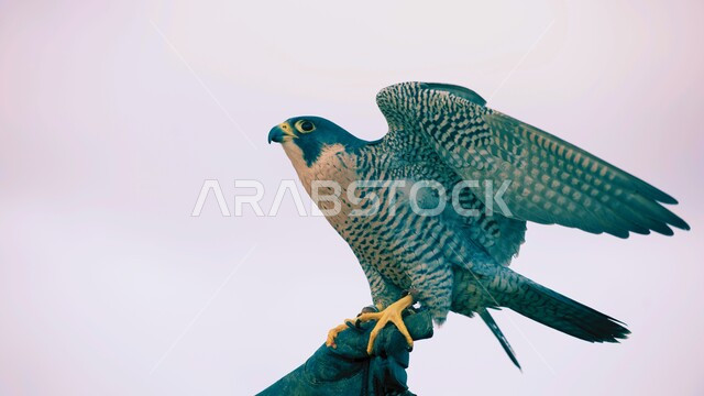 الاستعداد للاقلاع في الجو، صورة مقربة لطائر الصقر يقف على غصن  في إحدى المحميات الطبيعيه في الامارات العربية المتحدة، رمز القوة والتحدي وحدة البصر، الاهتمام بتربية الطيور الجارحة المفترسة، انتقال ارث الأجداد في تربية الصقور  عبر الأجيال