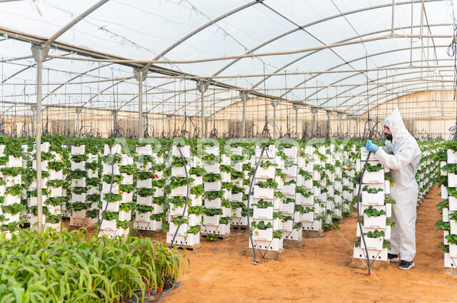 A Saudi Gulf agricultural engineer wearing protective clothing, working in the greenhouse for strawberry nurseries, examining plants, caring for crops, hanging strawberry farm, red gold garden