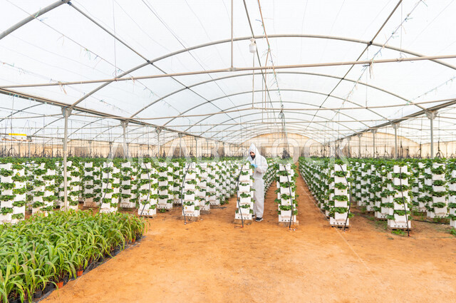 مهندس زراعي خليجي سعودي يرتدي اللباس الواقي ، يعمل في الدفيئة الزراعية لمشاتل الفراولة ، فحص النباتات ، الاهتمام بالمزروعات ، مزرعة الفراولة المعلقة ، حديقة الذهب الاحمر