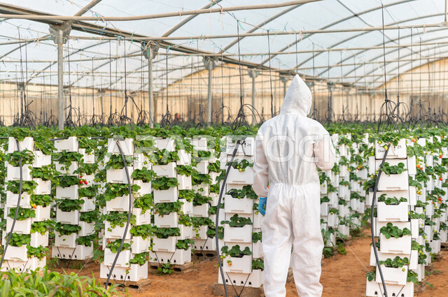 مهندس زراعي خليجي سعودي يرتدي اللباس الواقي ، يعمل في الدفيئة الزراعية لمشاتل الفراولة ، فحص النباتات ، الاهتمام بالمزروعات ، مزرعة الفراولة المعلقة ، حديقة الذهب الاحمر