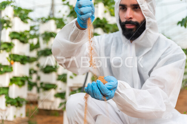 مهندس زراعي يرتدي اللباس الواقي ، يعمل في الدفيئة الزراعية لمشاتل الفراولة ، يقوم بفحص التربة  ،تحديد السماد الملائم ،  مزرعة الفراولة المعلقة ، حديقة الذهب الاحمر