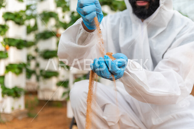 مهندس زراعي يرتدي اللباس الواقي ، يعمل في الدفيئة الزراعية لمشاتل الفراولة ، يقوم بفحص التربة  ،تحديد السماد الملائم ،  مزرعة الفراولة المعلقة ، حديقة الذهب الاحمر