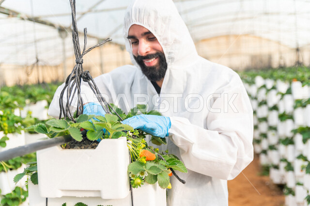مهندس زراعي خليجي سعودي يرتدي اللباس الواقي ، يعمل في الدفيئة الزراعية لمشاتل الفراولة ، فحص اوراق الفراولة ، الاهتمام بالمزروعات ، مزرعة الفراولة المعلقة ، حديقة الذهب الاحمر