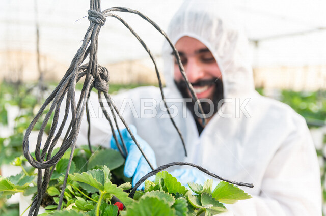 مهندس زراعي خليجي سعودي يرتدي اللباس الواقي ، يعمل في الدفيئة الزراعية لمشاتل الفراولة ، فحص اوراق الفراولة ، الاهتمام بالمزروعات ، مزرعة الفراولة المعلقة ، حديقة الذهب الاحمر