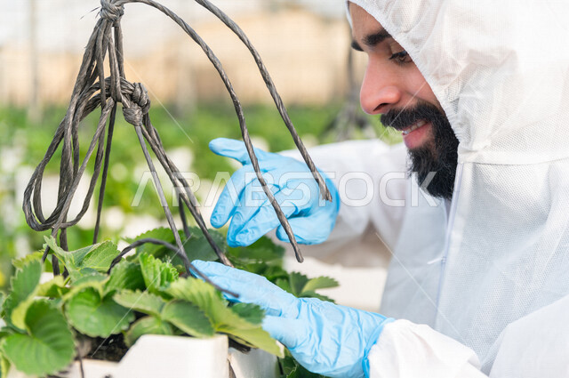 مهندس زراعي خليجي سعودي يرتدي اللباس الواقي ، يعمل في الدفيئة الزراعية لمشاتل الفراولة ، فحص اوراق الفراولة ، الاهتمام بالمزروعات ، مزرعة الفراولة المعلقة ، حديقة الذهب الاحمر