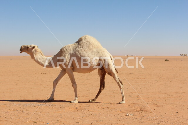 جمل عربي أصيل يسير وسط الصحراء في النهار، تربية الجمال والابل في المحميات الطبيعية في المملكة العربية السعودية ، التلال و الكثبان الرملية، الرمال الذهبية الناعمة، الاهتمام ورعاية المواشي والثديات في الصحاري