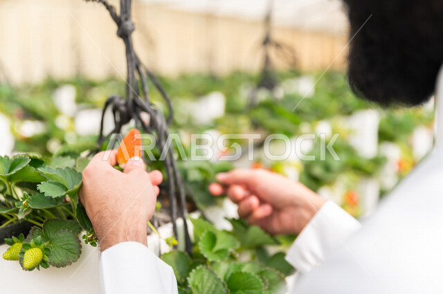 تصوير مقرب لحبة الفراولة الناضجة ، يمسكها رجل عربي خليجي سعودي ، الاستمتاع بقطف الفراولة ، فاكهة صحية ولذيذة ، حديقة الفراولة