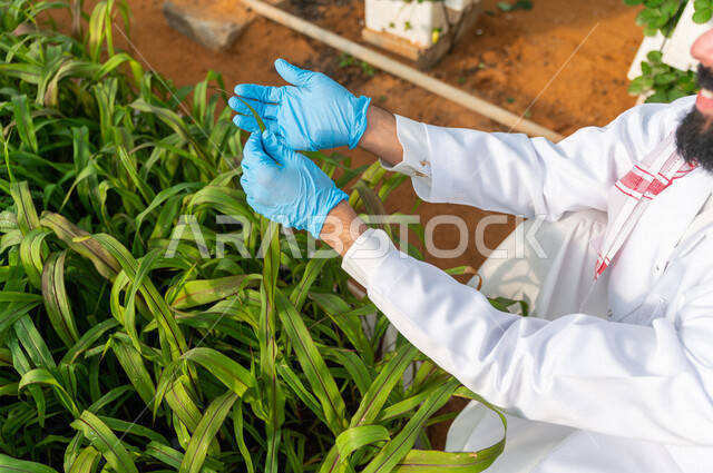 مهندس زراعي عربي خليجي سعودي ، يرتدي الروب الطبي والقفازات الطبية ،يقوم بفحص اوراق النبات الخضراء ، الرقابة على المشاتل الزراعية