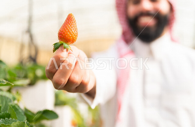 تصوير مقرب لحبة الفراولة الناضجة ، يمسكها رجل عربي خليجي سعودي ، الاستمتاع بقطف الفراولة ، فاكهة صحية ولذيذة ، حديقة الفراولة