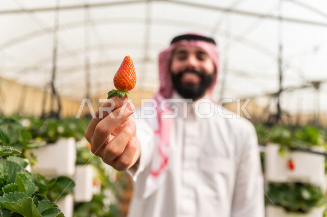 تصوير مقرب لحبة الفراولة الناضجة ، يمسكها رجل عربي خليجي سعودي ، الاستمتاع بقطف الفراولة ، فاكهة صحية ولذيذة ، حديقة الفراولة