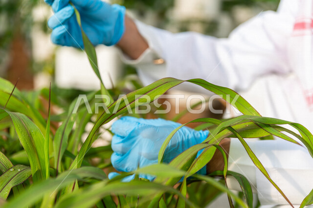 مهندس زراعي عربي خليجي سعودي ، يرتدي الروب الطبي والقفازات الطبية ،يقوم بفحص اوراق النبات الخضراء ، الرقابة على المشاتل الزراعية