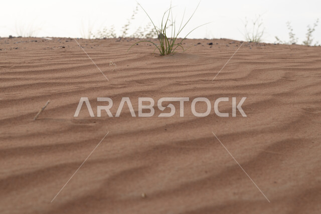 التلال و الكثبان الرملية في صحراء الربع الخالي, المناظر الطبيعية في البيئة الصحراوية في المملكه العربيه السعودية، تشكيلات الرمال الذهبية الناعمة, خلفية الطبيعه الصحراوية