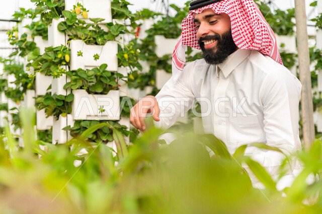 رجل عربي خليجي سعودي يرتدي الزي التقليدي، مبتسم وسعيد ، الاستمتاع بقطف الفراولة ، فاكهة صحية ولذيذة ، حديقة الفراولة