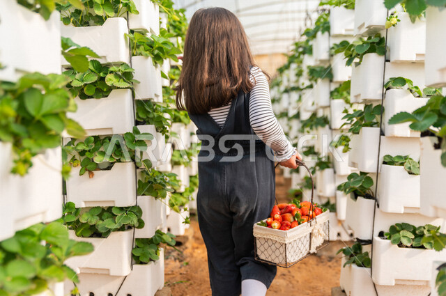 تصوير من الخلف لطفلة عربية خليجية سعودية مبتسمة وسعيدة ، تحمل بيدها سلة لقطف الفراولة الناضجة ، الاستمتاع بقطف الفراولة ، فاكهة صحية ولذيذة ، حديقة الفراولة