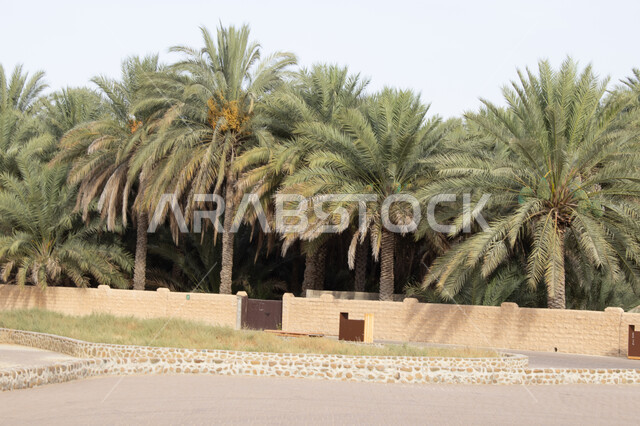 أشجار النخل في المملكة العربية السعودية، الاهتمام بالزراعة والمحاصيل الزراعية والمنتجات المحلية الوطنية, النباتات الخضراء المزروعة في المملكة، أماكن ومعالم طبيعية سياحية مشهورة