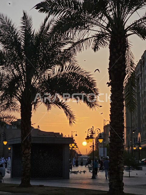 الاهتمام بزراعة الأشجار والأعشاب، صورة لشجر النخيل اثناء غروب الشمس في مدينة جدة بالمملكة، مناظر طبيعية في السعودية،  أماكن ووجهات طبيعية سياحية يقصدها السياح والزوار من كافة أنحاء العالم