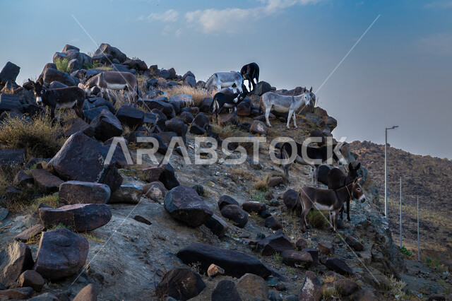 محمية طبيعية برية لحماية الحيوانات والثدييات، صورة حيوان الحمار على الجبال عند غروب الشمس، الحدائق والمحميات في المملكة العربية السعودية، الاعتناء والرعاية بالكائنات الحية