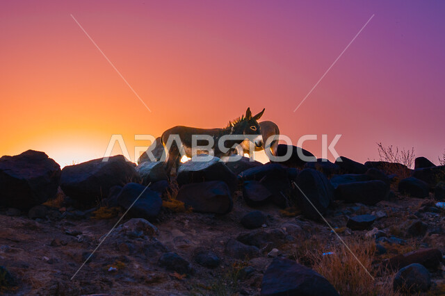 محمية طبيعية برية لحماية الحيوانات والثدييات، صورة حيوان الحمار على الجبال عند غروب الشمس، الحدائق والمحميات في المملكة العربية السعودية، الاعتناء والرعاية بالكائنات الحية