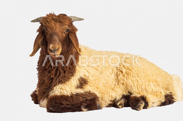 Portrait of a brown-headed sheep (lamb) looking at the camera, close-up of Eid sheep, Eid al-Adha sacrifice, lamb meat, sheep grazing in Saudi Arabia, white background