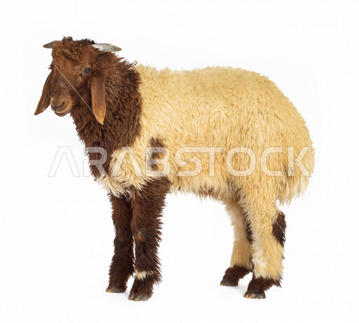 Portrait of a brown-headed sheep (lamb) looking at the camera, close-up of Eid sheep, Eid al-Adha sacrifice, lamb, sheep grazing in Saudi Arabia, side view of Eid sheep, white background