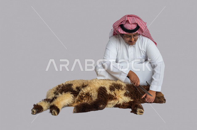 Portrait of a Saudi Arabian Gulf Arab man holding his knife slaughtering a sheep, wearing a traditional Saudi costume with a shemagh and headband, close-up of Eid sheep, Eid al-Adha sacrifice, lamb, sheep grazing in Saudi Arabia, white background
