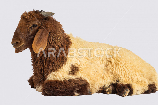 Portrait of a brown-headed sheep (lamb) looking at the camera, close-up of Eid sheep, Eid al-Adha sacrifice, lamb meat, sheep grazing in Saudi Arabia, side view of a lying sheep, white background