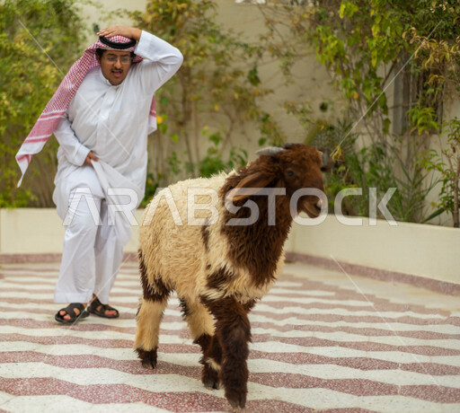 رجل عربي خليجي سعودي يجري خلف الغنمة بإيماءات وجه ويدين مختلفة ، يرتدي زي سعودي تقليدي مع شماغ وعقال ، أضحية عيد الأضحى المبارك ، لحم ضاني ، رعي الغنم في المملكة العربية السعودية ، تربية الأغنام