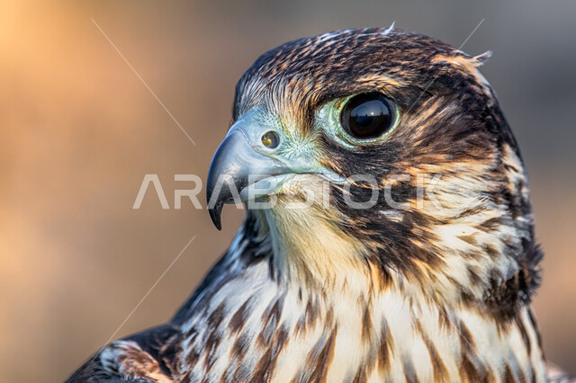 تربية وتدريب الطيور الجارحة، رحلات الصيد في المملكة العربية السعودية، صورة مقربة لطائر الصقر، فن ترويض الطيور المفترسة، صقر مفترس ذو نظر ثاقب حاد، ترسيخ القيم والعادات العربية الأصيلة