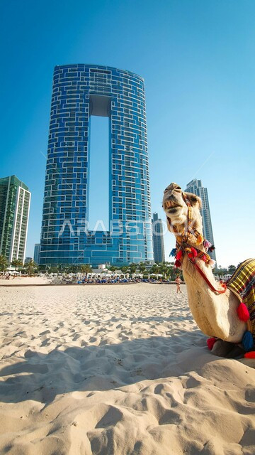 جمل أشقر يجلس على الرمال الذهبية الناعمة لشاطئ العنوان في دبي، الفنادق والمنتجعات السياحية الفاخرة في الامارات العربية المتحدة، النمو والتقدم والتوسع العمراني في بناء الأبراج وناطحات السحاب، أماكن وشواطئ مشهورة لقضاء الأوقات الممتعة