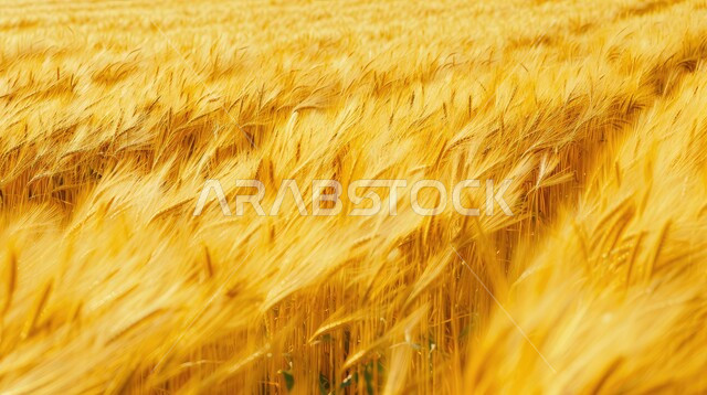 Relying on local production and self-sufficiency, a group of wild herbs swaying in the wind, national agricultural crops, golden ears shining under the sun, wheat fields and farms, the natural landscape of the Kingdom of Saudi Arabia