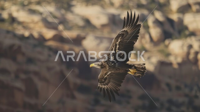 رمز القوة والتحدي وحدة البصر، تدريب وترويض طائر الصقر في إحدى المحميات الطبيعية في دول الخليج، الاعتزاز و الفخر بالتراث السعودي العريق في تربية الطيور الجارحة والمفترسة , إقامة نادي الصقور في المملكة العربية السعودية، تنظيم فعاليات موسم الصيد