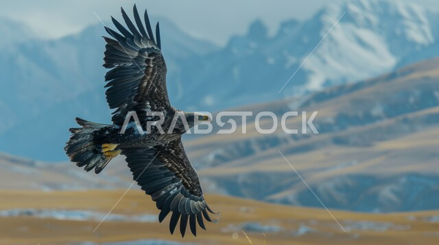 رمز القوة والتحدي وحدة البصر، تدريب وترويض طائر الصقر في إحدى المحميات الطبيعية في دول الخليج، الاعتزاز و الفخر بالتراث السعودي العريق في تربية الطيور الجارحة والمفترسة , إقامة نادي الصقور في المملكة العربية السعودية، تنظيم فعاليات موسم الصيد