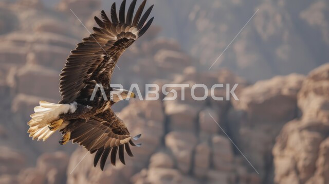 إقامة نادي الصقور في المملكة العربية السعودية