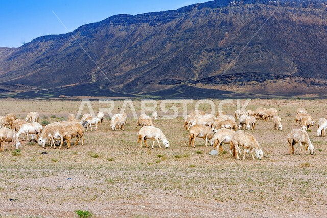 رعي الأغنام في صحراء المملكة العربية السعودية, التضاريس و التشكيلات الجبلية, تربية و رعاية الحيوانات و المواشي, خلفية الطبيعة