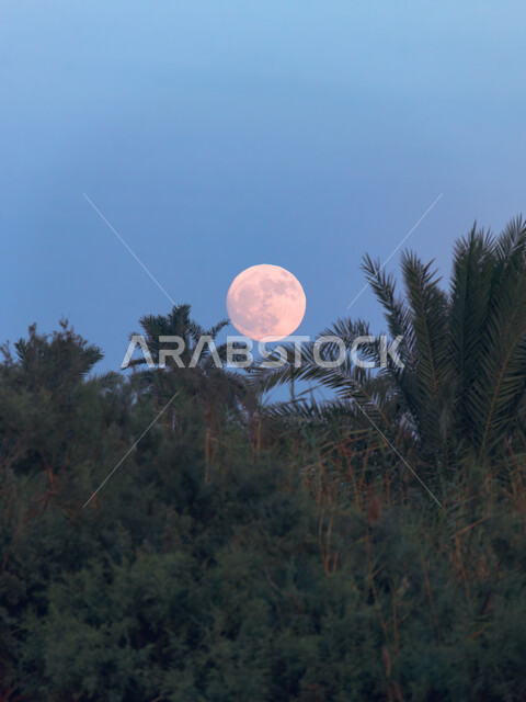مشهد القمر المكتمل بدرا في سماء في المملكة العربية السعودية، الأشجار والنباتات الخضراء والمناظر الطبيعية, خلفية الطبيعه