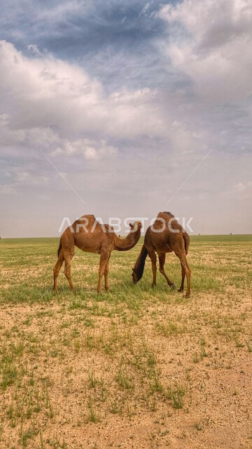 تربية الجمال والابل في المحميات الطبيعية في المملكة العربية السعودية، اثنان من حيوانات الجمل العربي الأصيل يتجولان وسط الصحراء في النهار، التلال و الكثبان الرملية، الرمال الذهبية الناعمة، الاهتمام ورعاية المواشي والثدييات في الصحاري