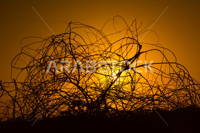 صورة جمالية خلابة لغروب الشمس البرتقالي  , غروب الشمس الإبداعي من الصحراء, جمال الطبيعة الصحراوية  الخلابة في وقت غروب الشمس