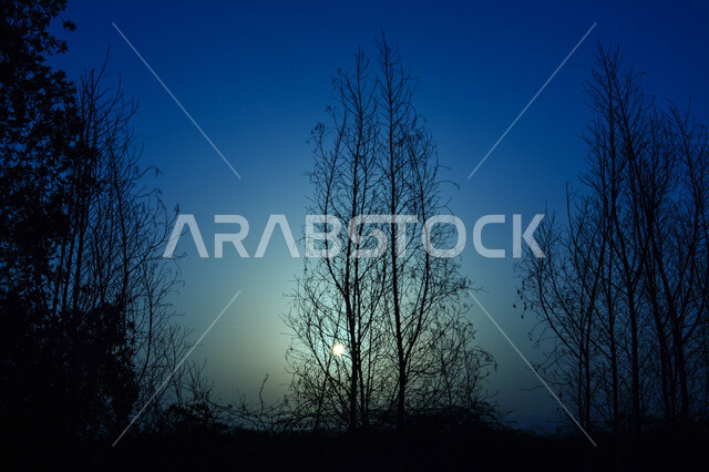 A wonderful and breathtaking view of the sky, a silhouette of trees and picturesque nature