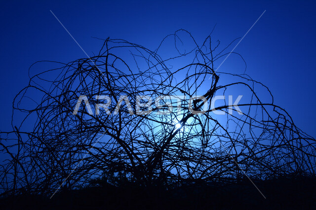 منظر رائع وخلاب للسماء ، صورة ظلية للاشجار والطبيعة الخلابة