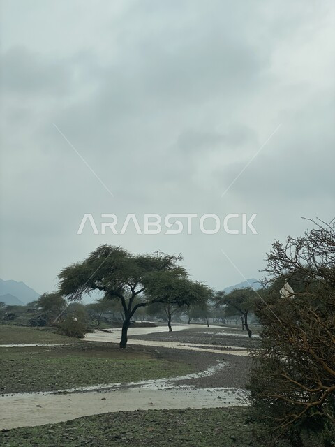 الغطاء النباتي في العلا في المملكة العربية السعودية، التكوينات الصخرية الطبيعية، الاشجار والنباتات الخضراء، معالم اثرية تاريخية قديمة، السياحة في السعودية