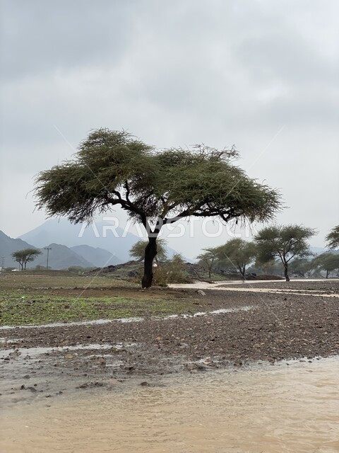 الغطاء النباتي في العلا في المملكة العربية السعودية، التكوينات الصخرية الطبيعية، الاشجار والنباتات الخضراء، معالم اثرية تاريخية قديمة، السياحة في السعودية