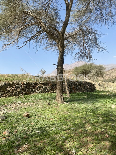 الغطاء النباتي في العلا في المملكة العربية السعودية، التكوينات الصخرية الطبيعية، الاشجار والنباتات الخضراء، معالم اثرية تاريخية قديمة، السياحة في السعودية