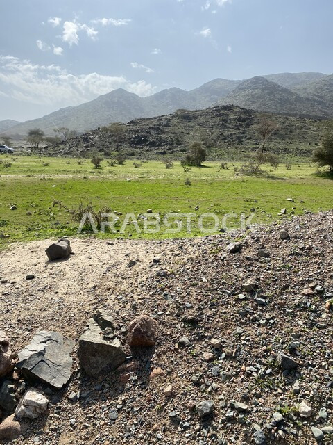 الغطاء النباتي في العلا في المملكة العربية السعودية، التكوينات الصخرية الطبيعية، الاشجار والنباتات الخضراء، معالم اثرية تاريخية قديمة، السياحة في السعودية