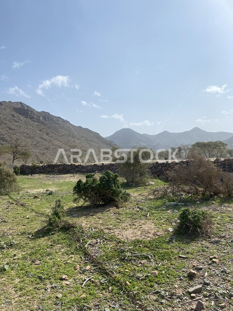 الغطاء النباتي في العلا في المملكة العربية السعودية، التكوينات الصخرية الطبيعية، الاشجار والنباتات الخضراء، معالم اثرية تاريخية قديمة، السياحة في السعودية